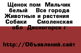 Щенок пом. Мальчик белый  - Все города Животные и растения » Собаки   . Смоленская обл.,Десногорск г.